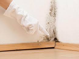 Environmental Consulting for Mold Prevention in Tulare, CA